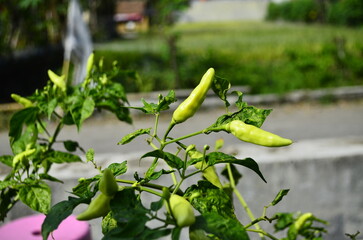 Chili plants thrive, the fruit is ripe, ready to be harvested by farmers. This chili is famous for being spicy. It's red when it's overripe. blurry background