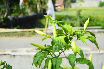 Chili plants thrive, the fruit is ripe, ready to be harvested by farmers. This chili is famous for being spicy. It's red when it's overripe. blurry background