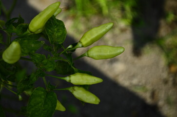 Chili plants thrive, the fruit is ripe, ready to be harvested by farmers. This chili is famous for being spicy. It's red when it's overripe. blurry background