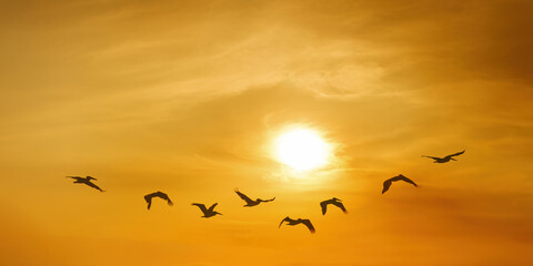 Group of pelicans take flight against stunning backdrop