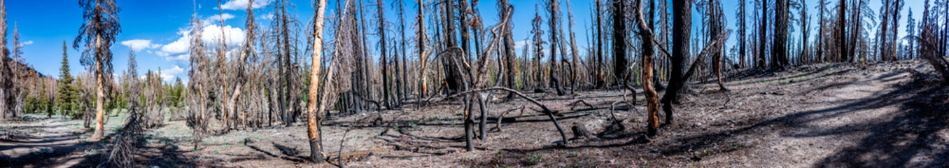 Panoramic view of forest fire effect on coniferous trees in Lassen Volcanic National Park. 