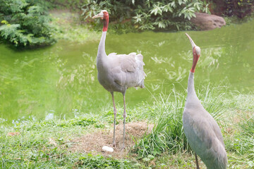The mother and the crane father cherish the eggs and carefully protect the eggs
