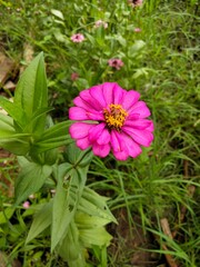 purple flowers bright green leaves In the flower garden looks beautiful