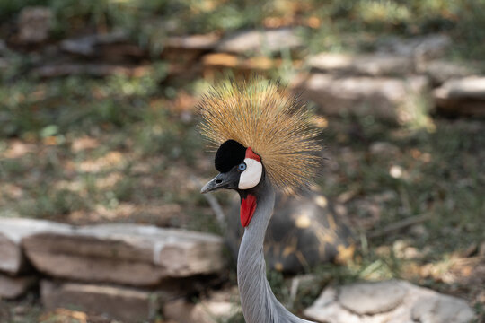 grulla coronada gris, grey crowned crowned portrait 