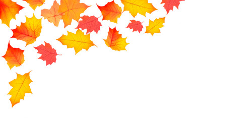 Rain of Autumn Leaves on White Background | Chuva de Folhas de Outono em Fundo Branco