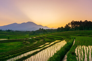 Beautiful morning view indonesia Panorama Landscape paddy fields with beauty color and sky natural light