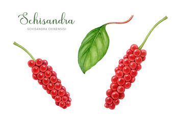 Schisandra plant fresh red berries and leaves set. Watercolor illustration. Hand drawn Schisandra chinensis medicinal plant illustration. Fresh organic adaptogenic herb element. White background