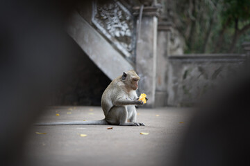 Monkey in Cambodia Eating Waste Products At A Temple