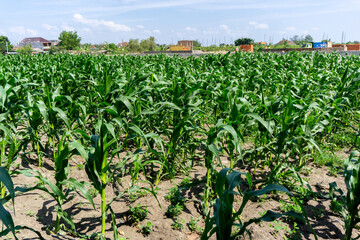 Corn field near people houses at sunny day. Green corn field in agriculture garden.