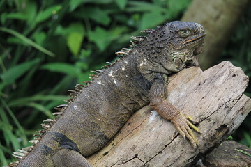Green iguana resting in a wood log