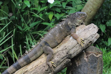 Green iguana resting in a wood log