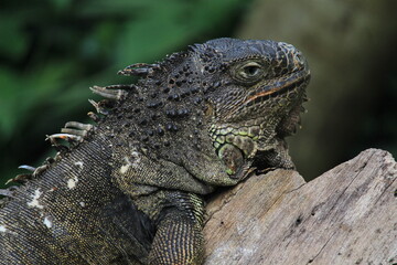 Green iguana resting in a wood log