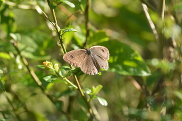 a gray butterfly that has antennae and small hairs perches on a plant