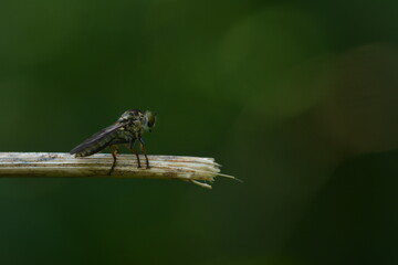 robber fly over the branches looking for food