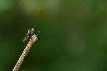 robber fly over the branches looking for food