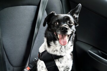 Dog Sitting In A Car