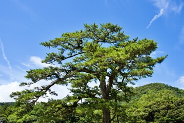 Fototapeta premium 一本松と空