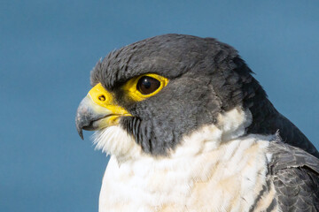 Close up of Australian Peregrine Falcon