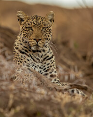 BOTSWANA - MASHATU trip