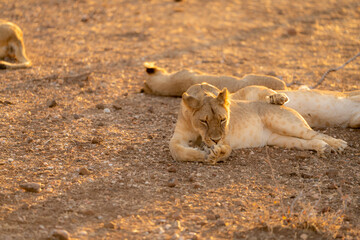 BOTSWANA - MASHATU trip