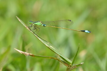 a green needle dragonfly that perches on a weed in a grassy area