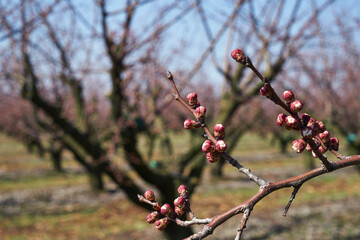 Image of blooming apple trees in the garden.