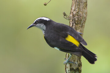Bananaquit (Coereba flaveola) showing black back, yellow rump, and white eyebrow. Bananaquits are small, colorful, tropical tanagers that like fruit, nectar, and bird feeders. Trinidad and Tobago.