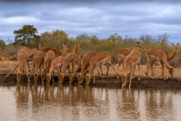 BOTSWANA - MASHATU trip