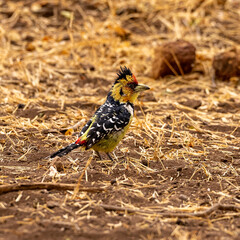 BOTSWANA - MASHATU trip