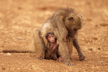 BOTSWANA - MASHATU trip