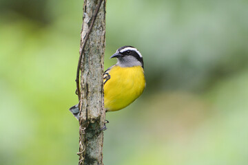 Bananaquit (Coereba flaveola) is a yellow, black, and white colorful tropical bird in the tanager family. This Bananaquit was perching on a branch, showing its yellow belly during a birdwatching trip