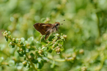 Umber Skipper (Lon melane) butterfly, a small, brown skipper butterfly species, perches in a native...