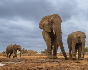 Fototapeta premium BOTSWANA - MASHATU trip