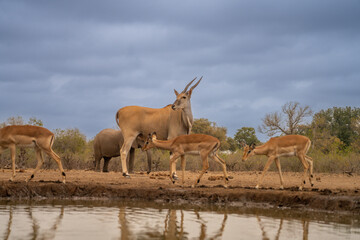 BOTSWANA - MASHATU trip