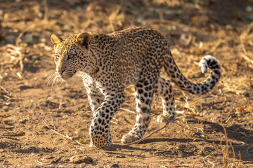BOTSWANA - MASHATU trip
