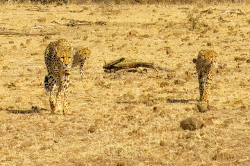 BOTSWANA - MASHATU trip