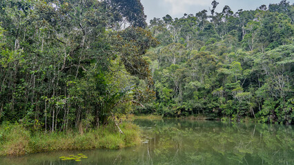 A quiet river bends in the rain forest. The leaves of water lilies on the surface of the water....