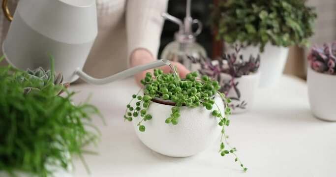Potted Senecio Rowley house plant in white ceramic pot and other succulent plants on a table indoors