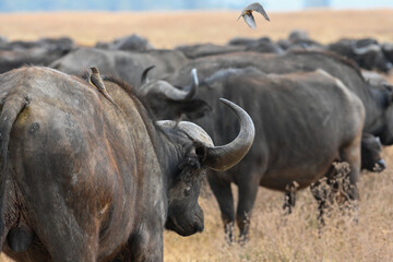 Obraz premium Herd of African buffalos from the back with buffalo weaver birds sitting and taking off, Ngorongoro, Tanzania