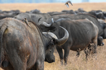 Herd of African buffalos from the back with buffalo weaver birds sitting and taking off, Ngorongoro, Tanzania