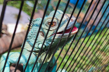 Close up portrait of juvenile blue iguana locked inside steel cage. Exotic pet. Selective focus.