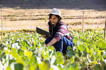 Agronomist Farmer using digital tablet in a vegetable farm at sunrise. Agriculturist using the data...