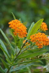 beautiful flowers in the spring garden 