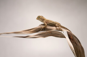 Garden crested lizard Calotes versicolor baby lizards just hatched from eggs buried in soil Asia
