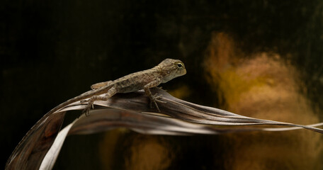 Garden crested lizard Calotes versicolor baby lizards just hatched from eggs buried in soil Asia
