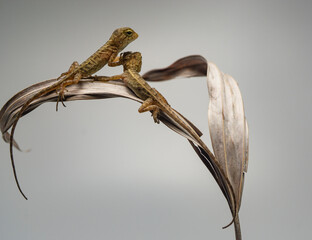 Garden crested lizard Calotes versicolor baby lizards just hatched from eggs buried in soil Asia