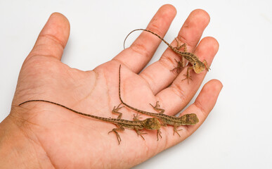 Garden crested lizard Calotes versicolor baby lizards just hatched Resting on human hand