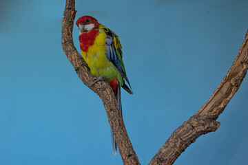 The Eastern Rosella Parrot or Parakeet is a Rosella that grows in the southeast of the Australian continent and in Tasmania. Endemic to eastern and southeastern Australia.