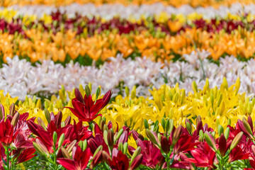 一面のカラフルなユリ
