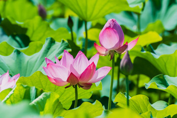 蓮の花とつぼみ